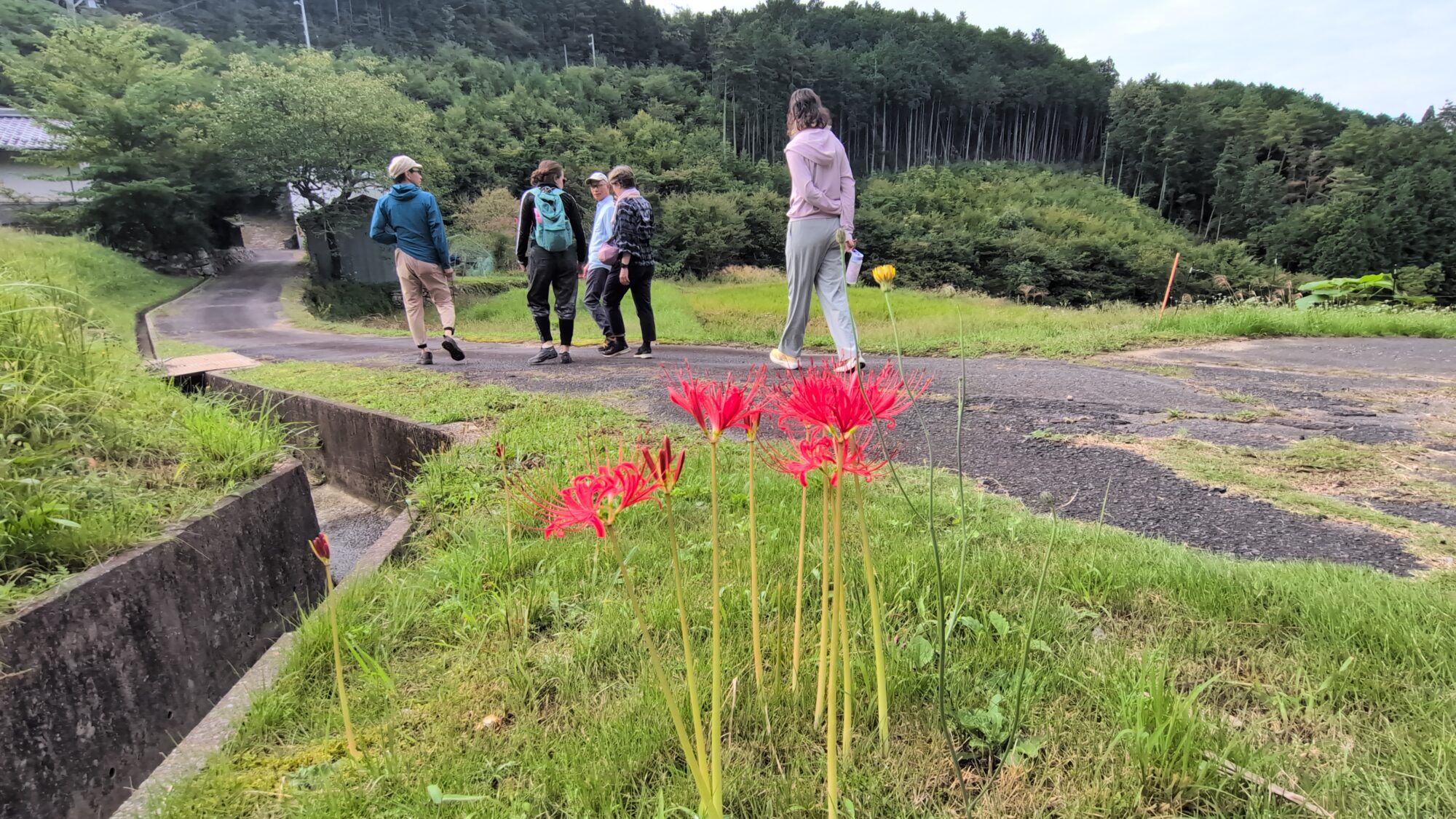 tourist walikng along the rice field in countryside of GIFU