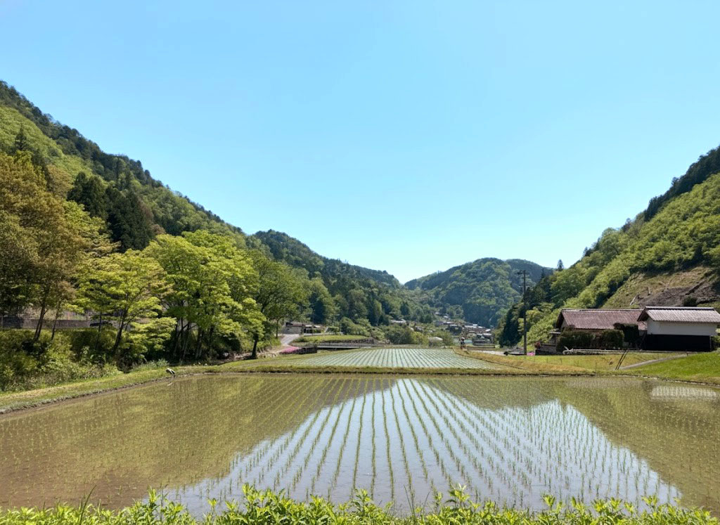 Rice field in May and June in rural Japan,ENA,Gifu,